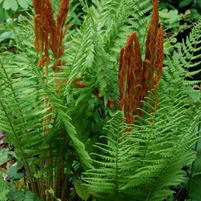 Cinnamon Fern (Osmunda cinnamomea) Main Image